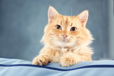 Kanepe üzerinde kabarık kırmızı kedi