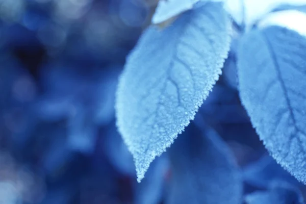 Folhas de inverno geladas — Fotografia de Stock