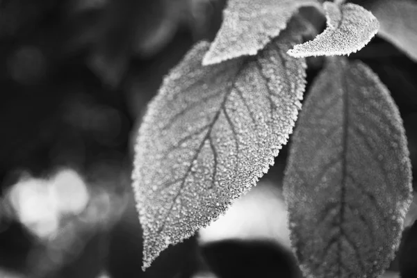 Zimowy mroźny liści — Zdjęcie stockowe
