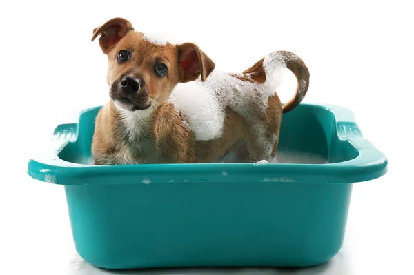 Cachorro en baño aislado — Foto de Stock