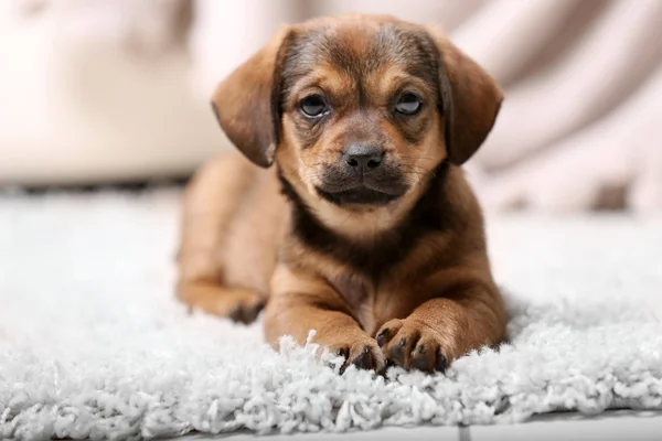 Schattige puppy liegen — Stockfoto