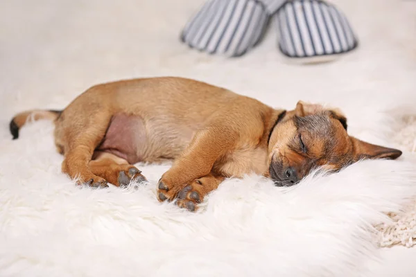 Cachorrinho bonito dormindo — Fotografia de Stock