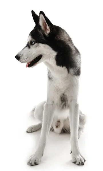 Siberian husky siedzący — Zdjęcie stockowe