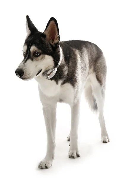 Siberian Husky in cuffia — Foto Stock