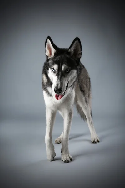 Husky Young op grijs — Stockfoto