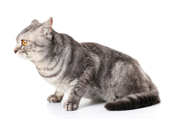 Schöne graue Katze — Stockfoto