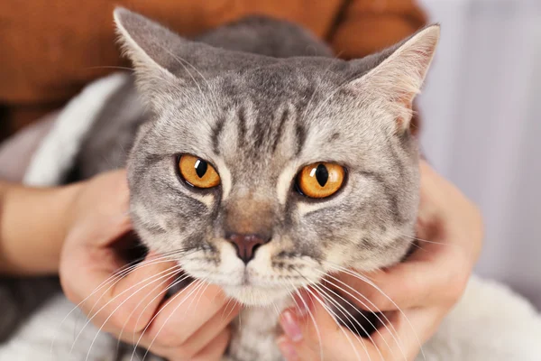 Kvinna anläggning härliga grå katt — Stockfoto