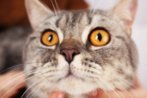 Portrét šedá kočka — Stock fotografie
