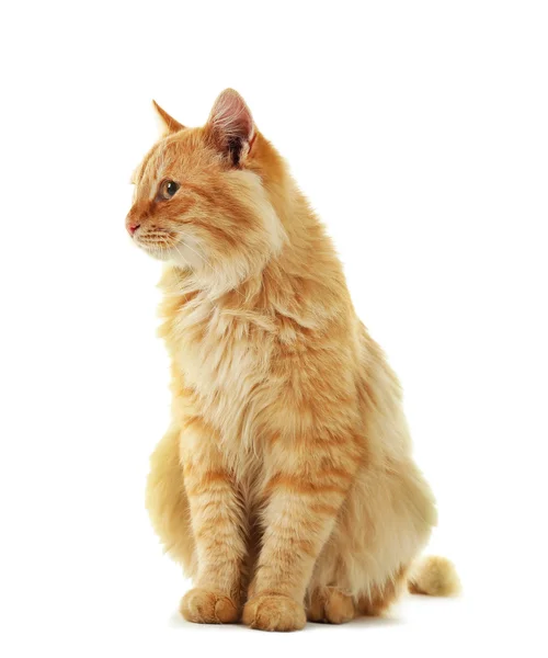 Kabarık kırmızı kedi — Stok fotoğraf