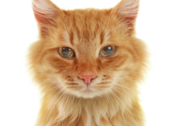 Gato rojo esponjoso — Foto de Stock