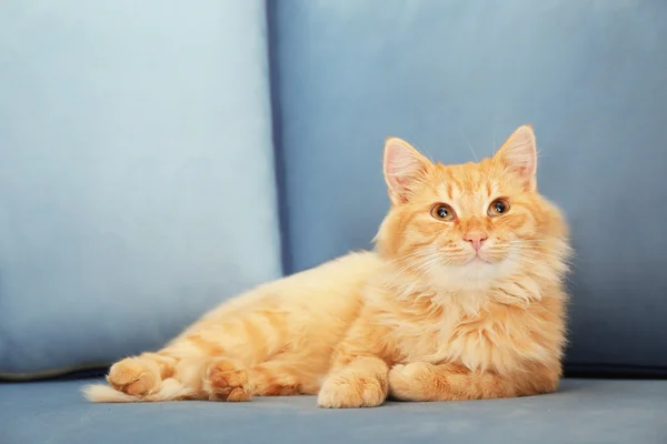 Schattige rode kat tot vaststelling van — Stockfoto