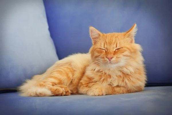 蓬松的红猫睡觉 — 图库照片