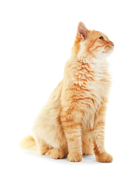 Adorabile gatto rosso — Foto Stock