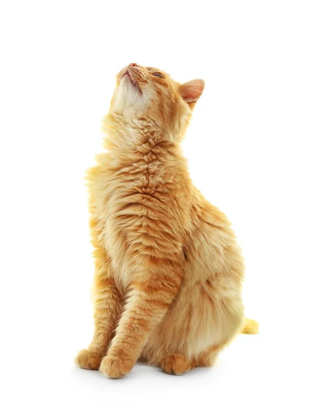 Kırmızı kedi oynuyor — Stok fotoğraf