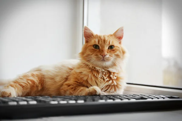 Gato vermelho com teclado de computador — Fotografia de Stock