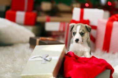 Noel arka plan üzerinde köpek yavrusu