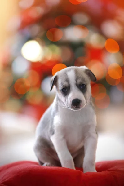 Cucciolo sullo sfondo di Natale — Foto Stock