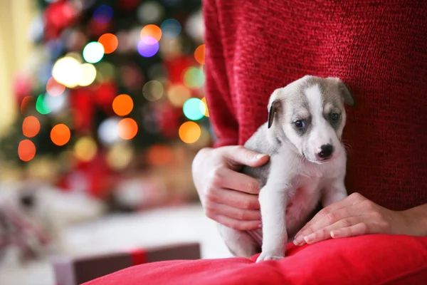 Pequeno filhote de cachorro bonito nas mãos — Fotografia de Stock