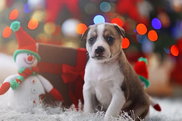 Filhote de cachorro no fundo de Natal — Fotografia de Stock