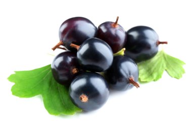 Beyaz izole yeşil yaprakları ile vahşi Siyah frenk üzümü