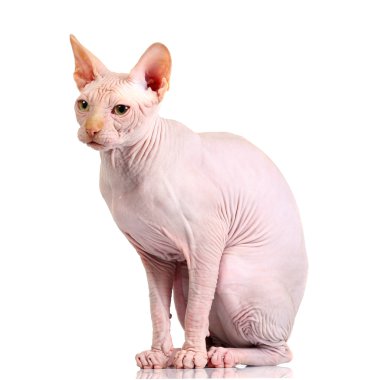 Kedi sphynx, izole