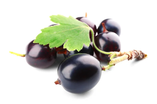 Vilda svarta vinbär med grönt blad isolerad på vit — Stockfoto