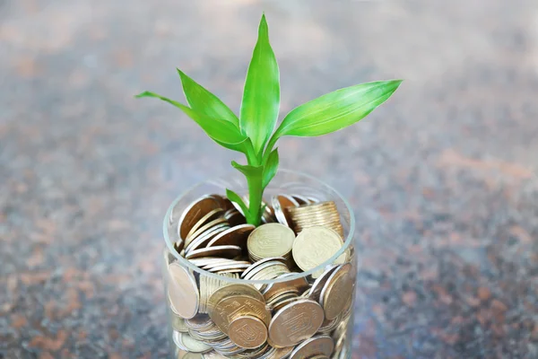 Plant growing in coins — Stock Photo, Image