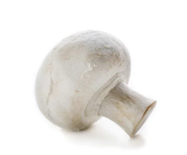 Champignon mushroom on white — Stock Photo, Image