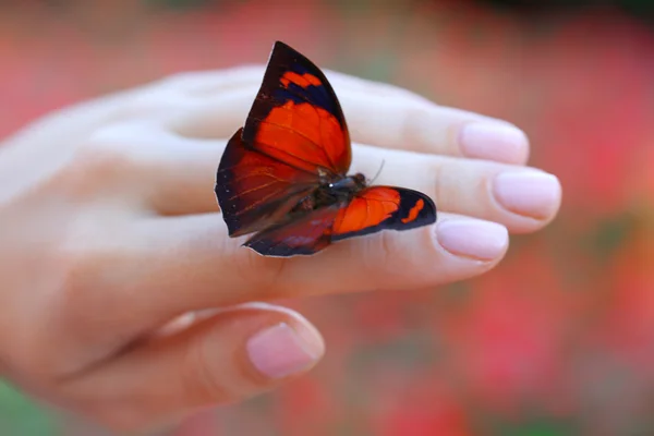 Mariposa colorida en mano femenina, primer plano — Foto de Stock