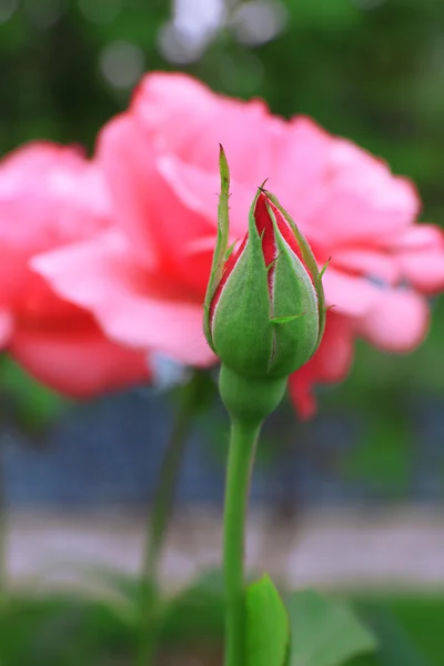 Rosa bonita rosa — Fotografia de Stock