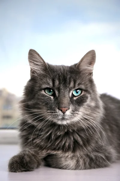 Beautiful grey cat lying on window board — Stock Photo, Image