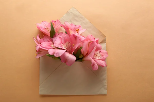 Roze Alstroemeria in envelop op beige achtergrond — Stockfoto