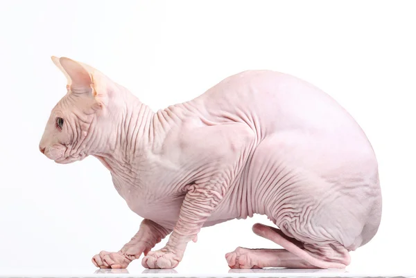 Katt sphynx, isolerade — Stockfoto