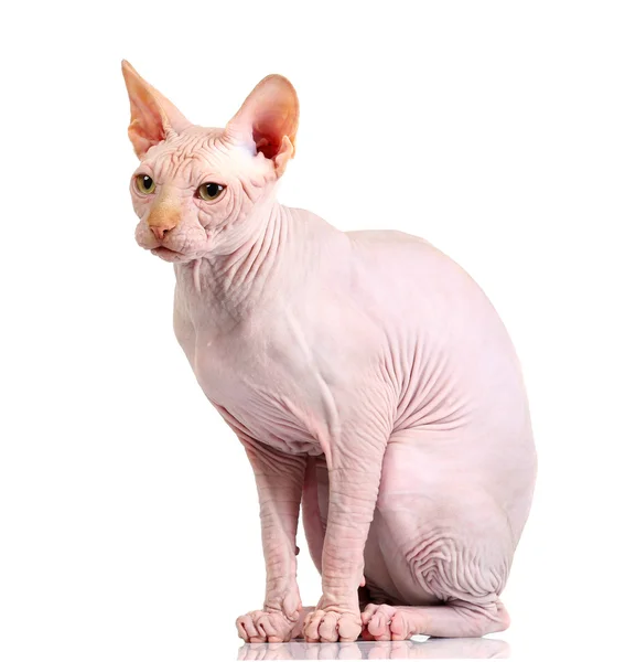 Kedi sphynx, izole — Stok fotoğraf