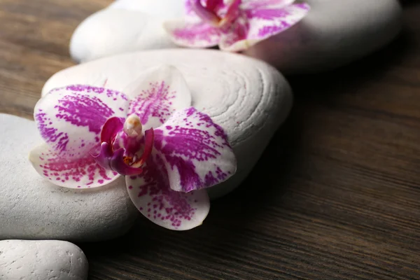 Spa taşlar ve orkide portre — Stok fotoğraf