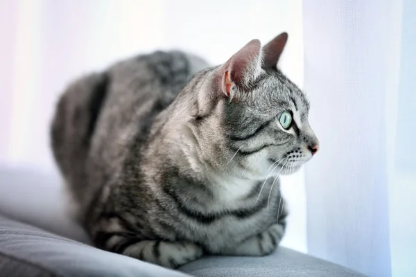 Красивая кошка у окна — стоковое фото