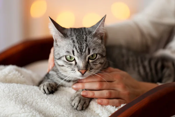 Katze auf hellem Hintergrund — Stockfoto