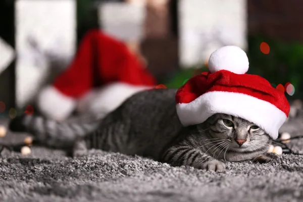 Beautiful cat near Christmas tree — Stock Photo, Image