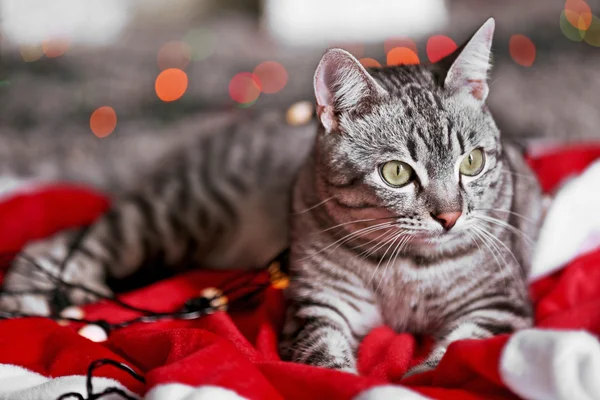 Beautiful cat near Christmas tree — Stock Photo, Image