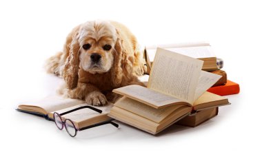 Köpek ve üzerinde beyaz izole kitap