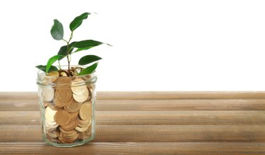 Paralar kapta büyüyen bitki 