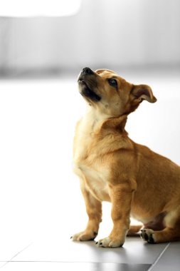 Küçük şirin komik köpek oturan