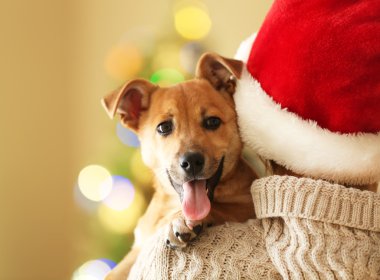 Santa şapka tutan küçük köpek kadın