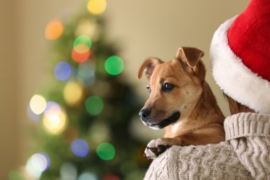 Santa şapka tutan küçük köpek kadın