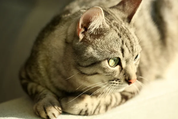Kanepe üzerinde güzel kedi — Stok fotoğraf