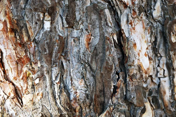 Textura de corteza de árbol — Foto de Stock