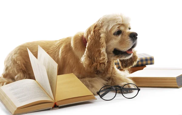 Hund och böcker isolerad på vit — Stockfoto