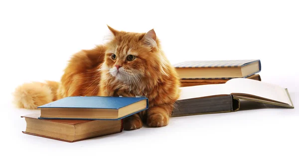 Red cat and books isolated on white — Stock Photo, Image