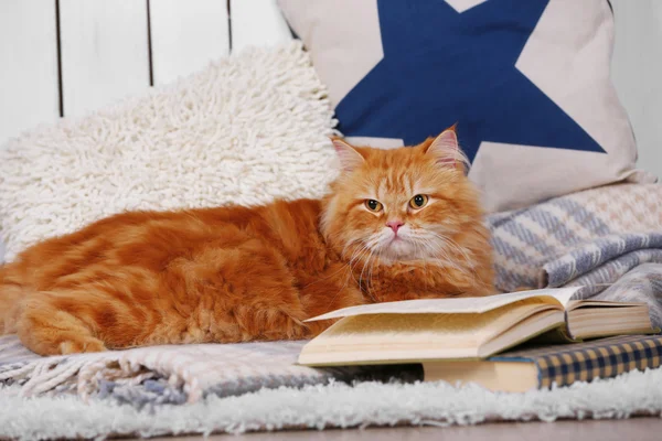 Rode kat met boek op Bank binnen — Stockfoto