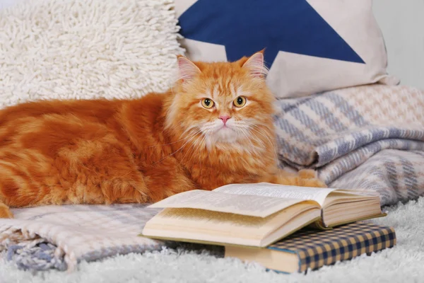 Red cat with book on sofa inside — Stock Photo, Image